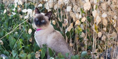 Siamees zit bij de plantjes in de tuin