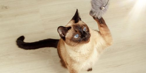 Siamese kat aan het spelen met een pluisig balletje