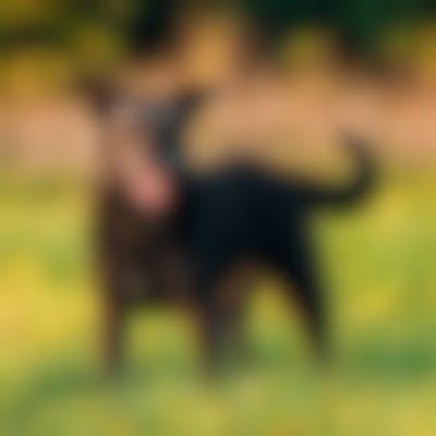 Royal Canin Hypoallergenic - Hondenvoer Blik - 12 X 200g 6 Royal Canin Hypoallergenic - Hondenvoer Blik - 12 X 200g -Royal Honden Aanbiedingen Winkel iStock 1003584806 400