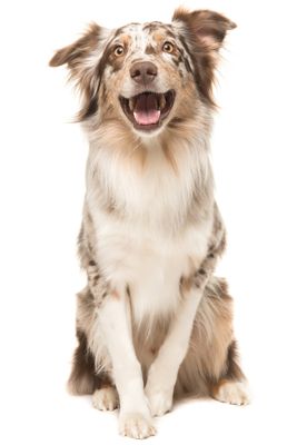 Flexadin Advanced Original 60 Chews -ROYAL CANIN Winkel iStock