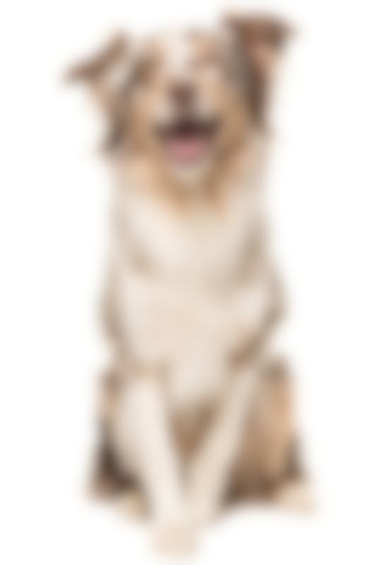 Royal Canin Hypoallergenic - Hondenvoer Blik - 12 X 200g 8 Royal Canin Hypoallergenic - Hondenvoer Blik - 12 X 200g -Royal Honden Aanbiedingen Winkel iStock 1251005476 800