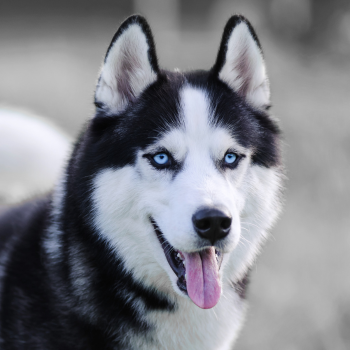 Siberische husky met blauwe ogen en zwart-witte vacht in close-up