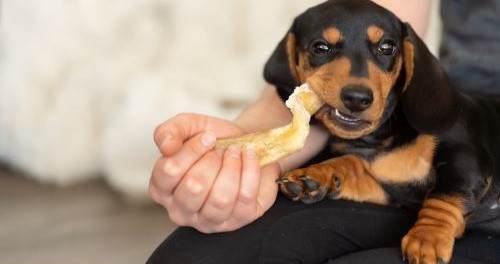 teckel eet van gezonde snacks 