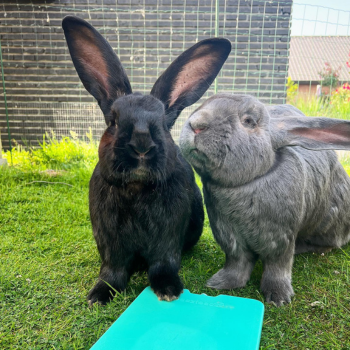 Buitenkonijnen in de schaduw