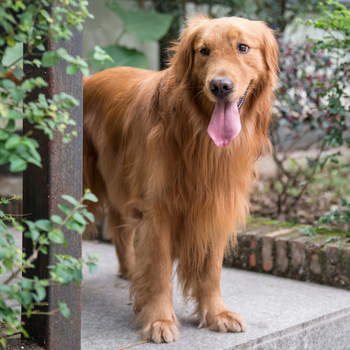 Baloe is op consultatie bij de dierenarts
