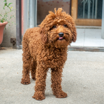 Labradoodle met stinkende adem