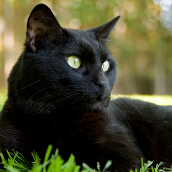 zwarte kat in natuur met stinkende adem
