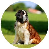 Let op gewicht bij honden