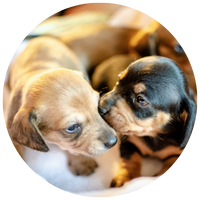 Let op de leeftijd van de honden