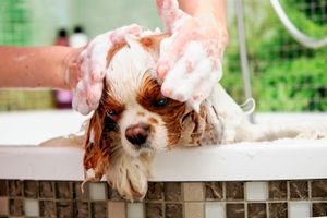 Kleine hond in bad krijgt kopje ingezeept, deel van de verzorging van kleine hondenrassen.