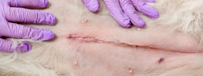 Wond gesteriliseerde hond.