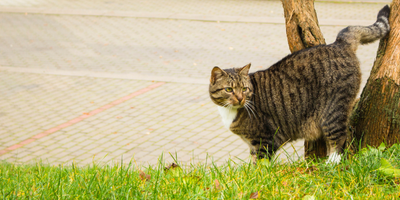 castratie bij een Siamese kat