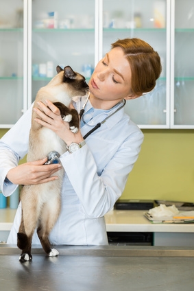 Oorzaken vergiftiging van kat