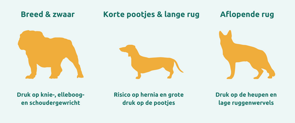 Hondentypes met rug- en gewrichtsproblemen.