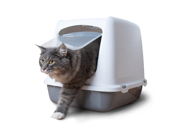 bacs à litière chats