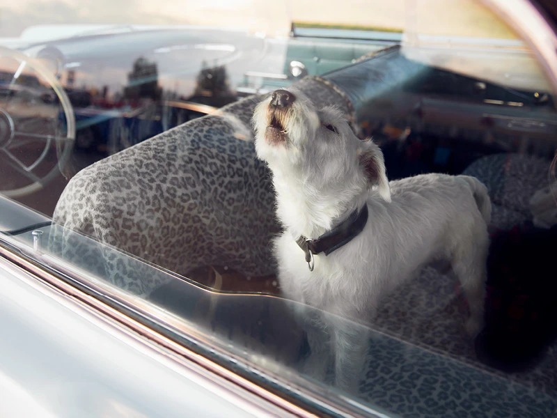 hond alleen achtergelaten in de auto