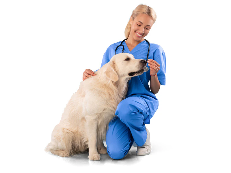 Un vétérinaire donne les conseils adaptés pour un animal souffrant de problèmes urinaires.