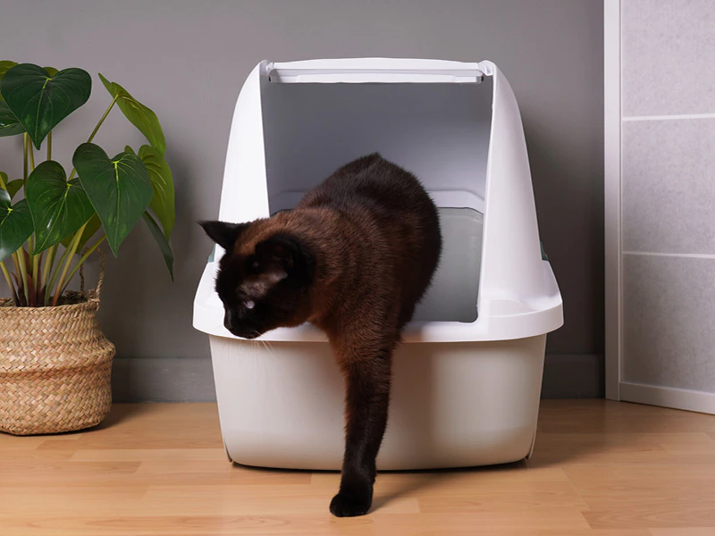 Kat komt uit de kattenbak