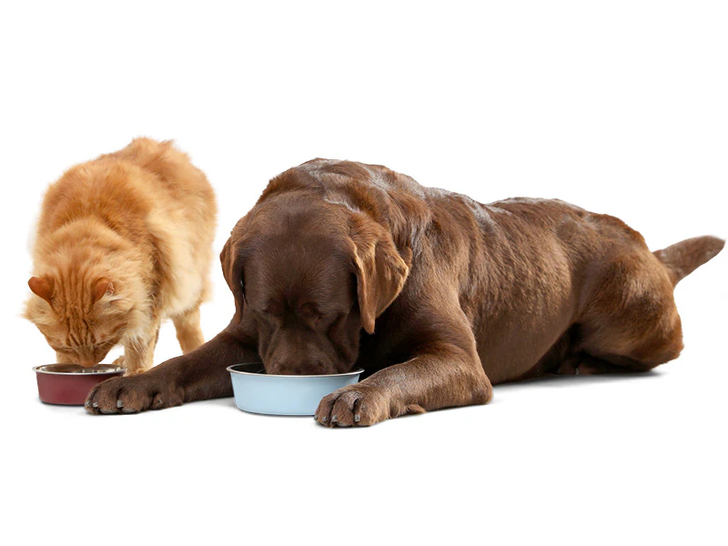Kat en hond eten van een lekkere portie Royal Canin natvoer