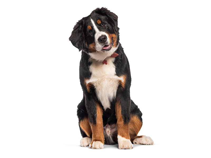 Hond met een spijsvertering in balans met Royal Canin gastrointestinal