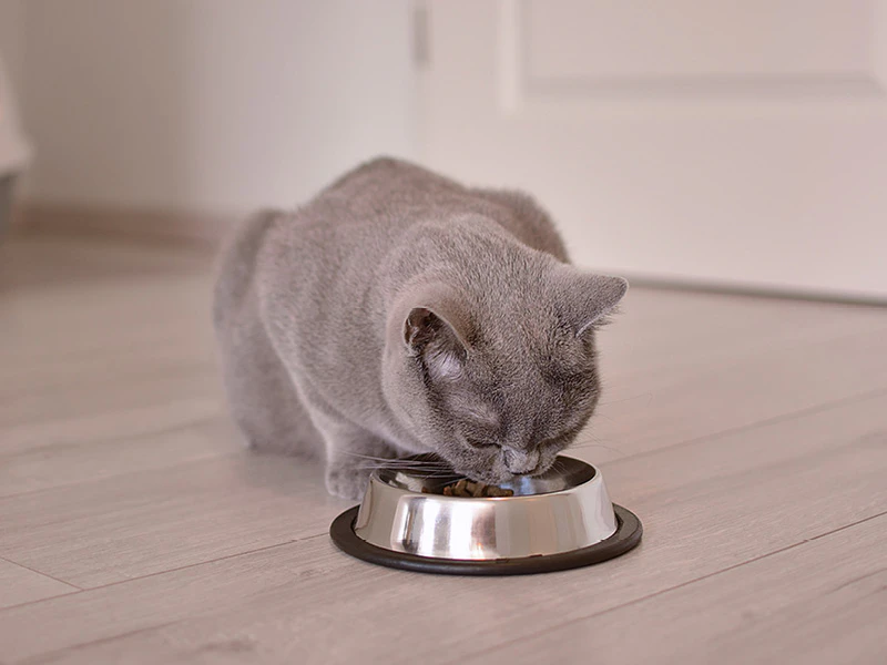 Kat eet Royal Canin Gastrointestinal voor een optimale spijsvertering