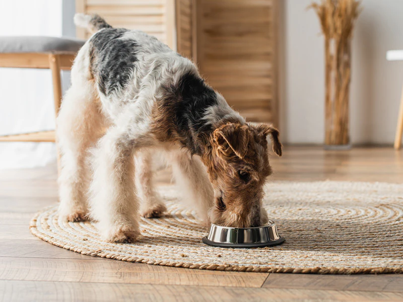 Hond eet Royal Canin gastrointestinal om zijn spijsvertering te ondersteunen