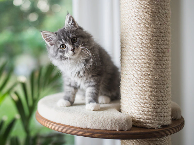 Gezonde kitten krijgt alle nodige voedingstoffen met Royal Canin