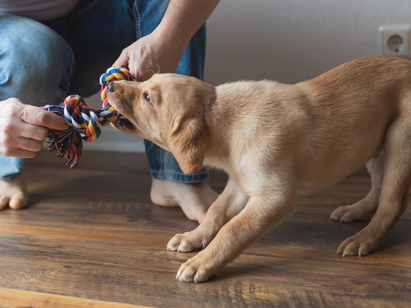 Puppy zit boordevol energie dankzij de voeding van Royal Canin