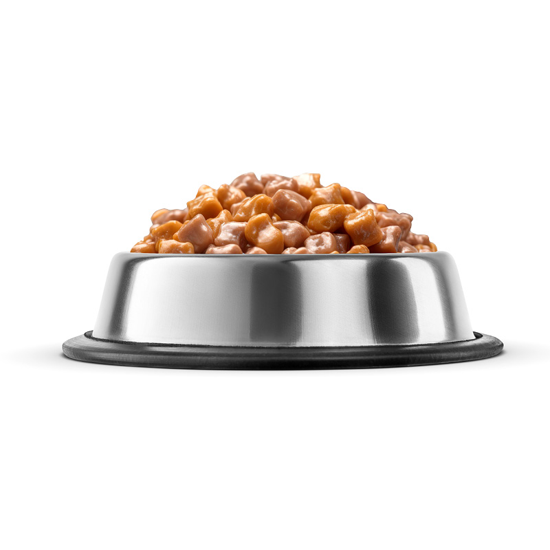 Une gamelle remplie de nourriture humide, un exemple de comment l’alimentation peut aider à mieux s’hydrater par temps chaud.