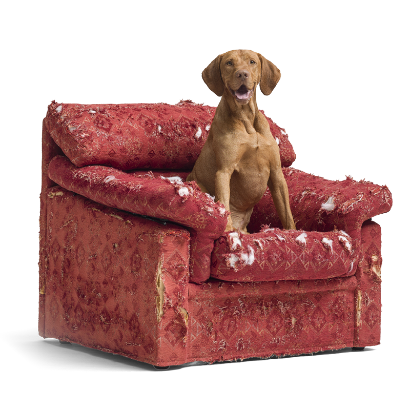 Chien qui détruit le canapé par stress et manque de routine quotidienne.