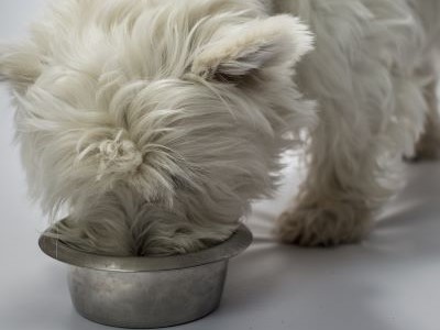 volwassen west Highland Terriër aan het eten uit een metaal kommetje 