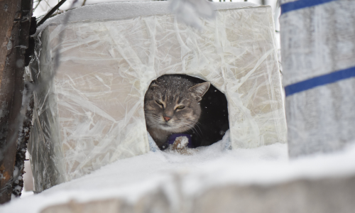 Kattenhuis voor zwerfkatten tijdens de winter