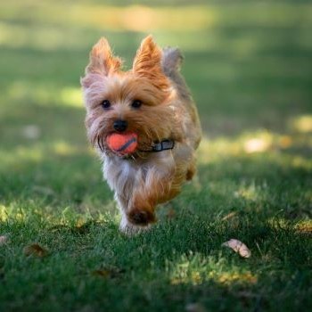 yorkshire Terriër speelt met zijn balletje in het gras