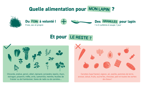 Quelle alimentation pour mon lapin - guide