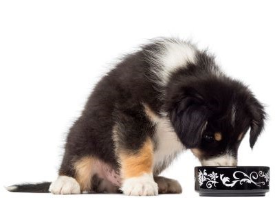 Australische herder puppy eet voeding speciaal voor pups, rijk aan voedingsstoffen.