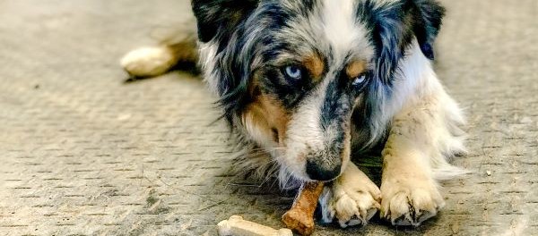 Australische herder knabbelt op gezonde hondensnack als tussendoortje.