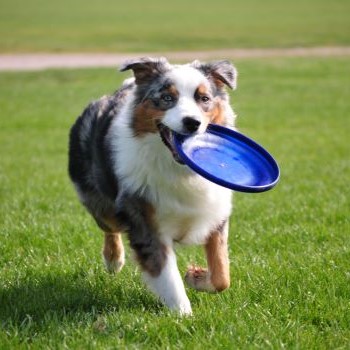 Australische herder speelt frisbee in het gras voor beweging en mentale uitdaging.