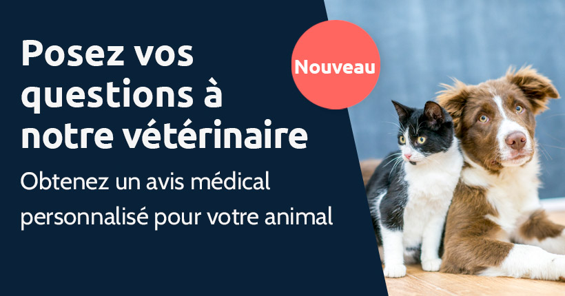 Posez votre question à notre vétérinaire