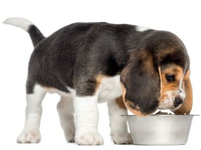 Beagle als een puppy