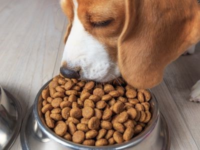 Een volwassen beagle 