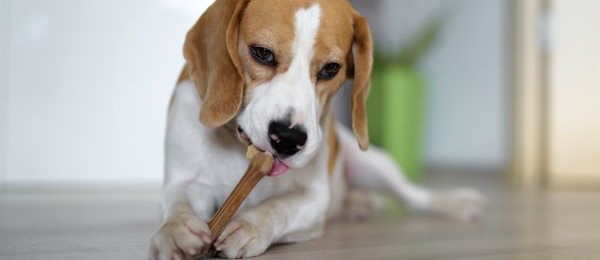 gezonde snacks voor een beagle 