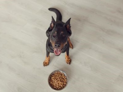 Beauceron als volwassen hond