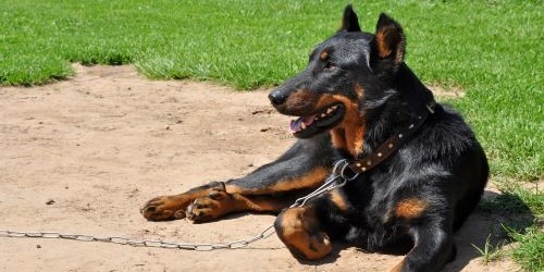 karakter trekken van een beauceron