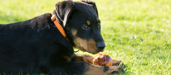 perfecte gezonde snacks voor beauceron