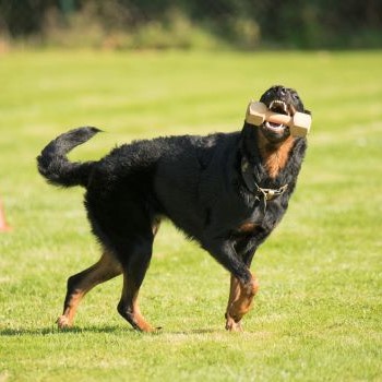 speelgoed voor beauceron