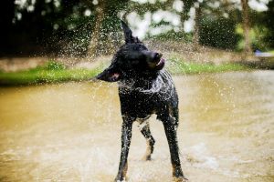 Beauceron regelmatig in bad steken