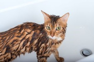 Bengaal in bad voor verzorging 