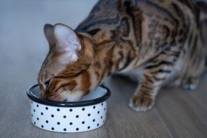 Bengaal als een volwassen kat