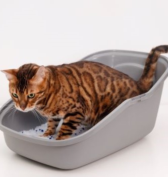 Bengaal in kattenbak 