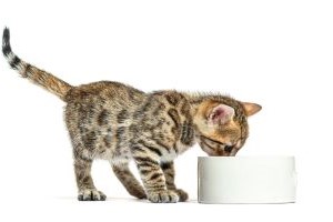 Bengaal als een kitten 